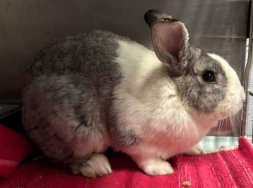 Mr Buns - Not At shelter (Gina)