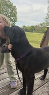 Faolan: Not At shelter