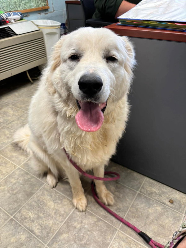 Tilly: Not At shelter (Ashley)