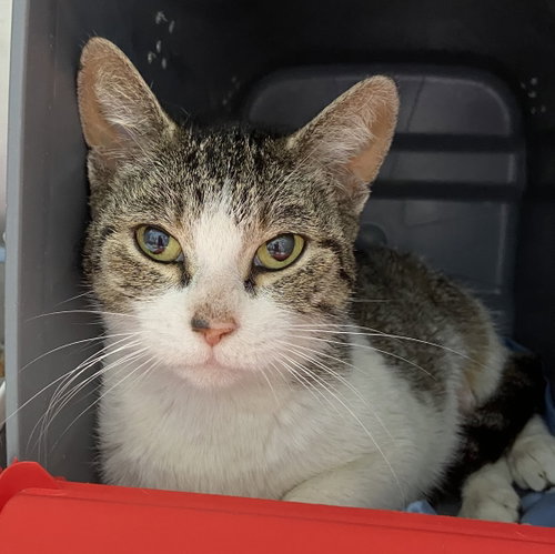 RosaMay: Visit At Petsmart Lynchburg
