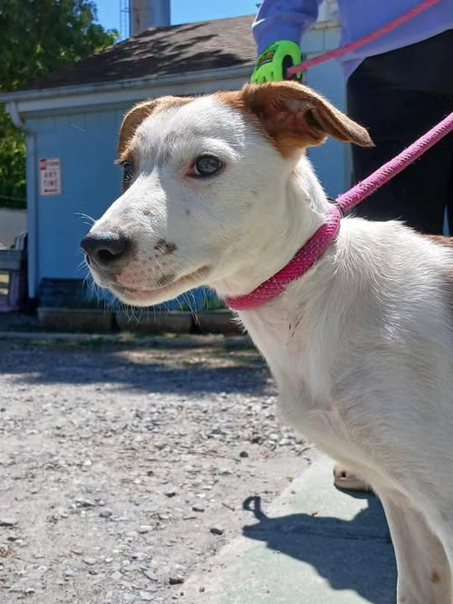 Meade - At shelter available 5/9, an adoptable Hound in Rustburg, VA