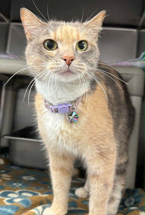 Lady Gray aka Ladybug: Visit At Petsmart Lynchburg, an adoptable Domestic Short Hair in Rustburg, VA