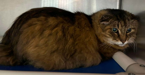 Sassy - At shelter, an adoptable Domestic Long Hair in Rustburg, VA