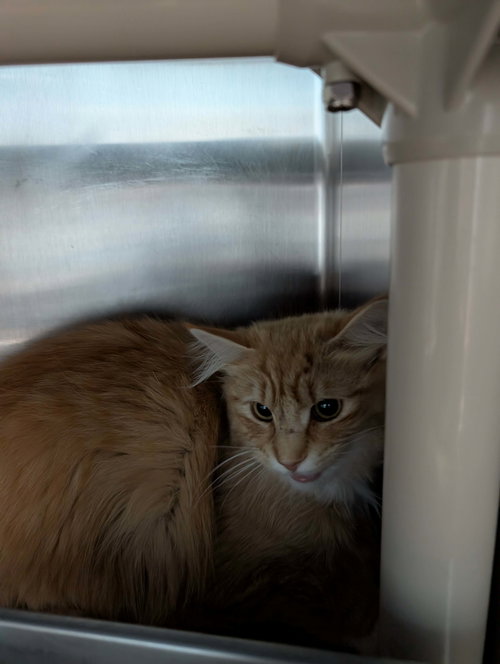 Sir Milo - At shelter, an adoptable Domestic Long Hair in Rustburg, VA