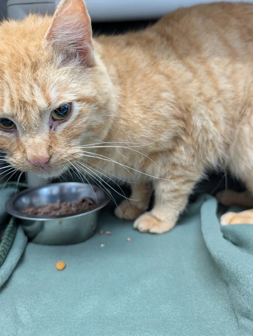 Dino - At shelter, an adoptable Domestic Short Hair in Rustburg, VA