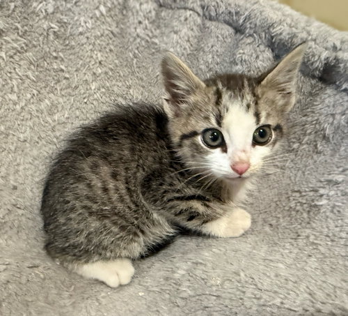 Chili Pepper: Not at the Shelter (Barbe), an adoptable Domestic Short Hair in Rustburg, VA