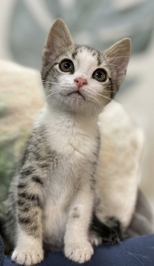 Chili Pepper: Not at the Shelter (Faith)