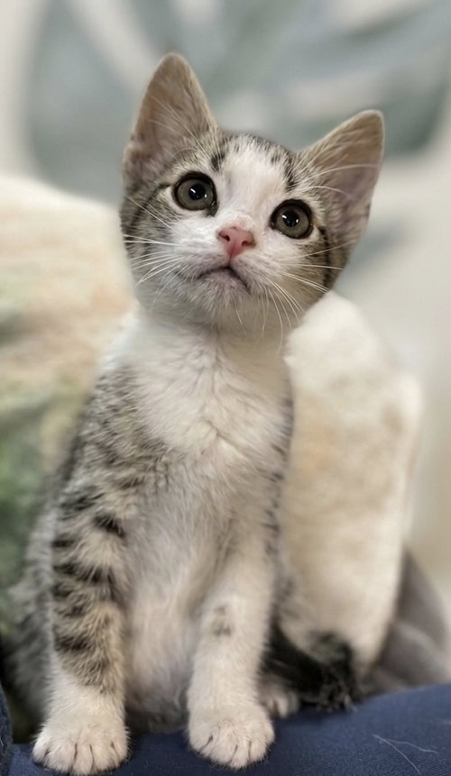 Chili Pepper: Not at the Shelter (Faith), Baby Domestic Short Hair / Tabby / Mixed (short coat), cat for adoption in Roanoke, Virginia