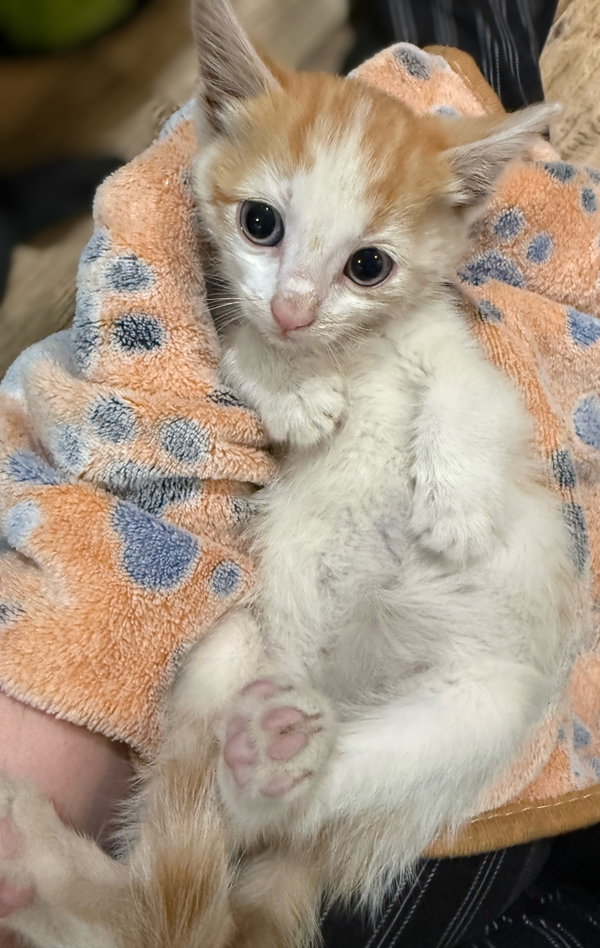 Ghost Pepper: Not at the shelter (Faith)