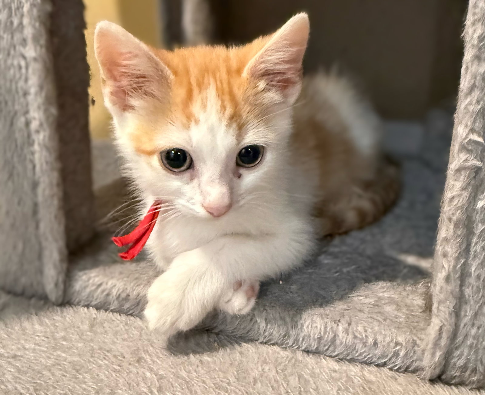 Ghost Pepper: Not at the shelter (Faith)