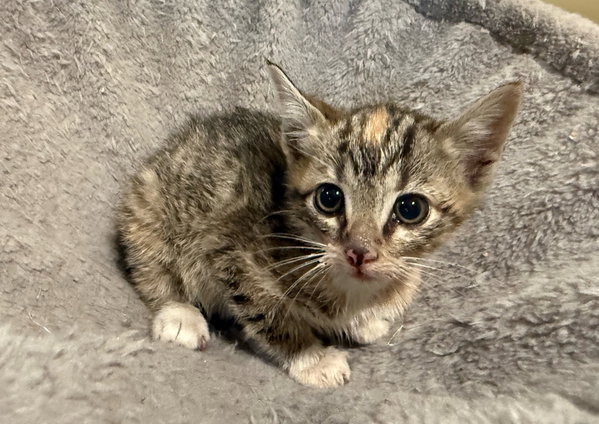 Bell Pepper: Not at the Shelter (Faith)