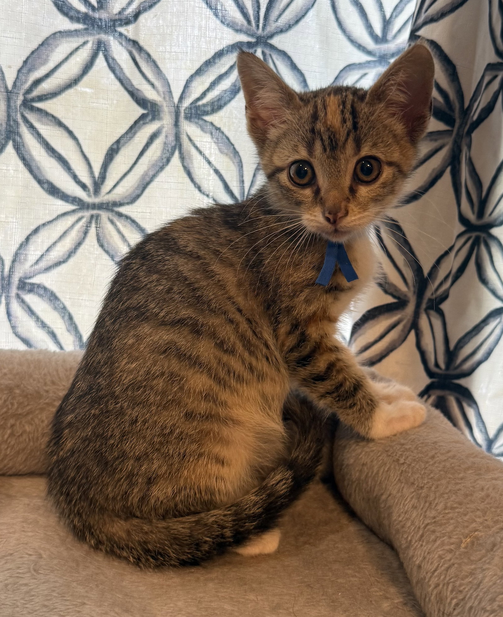 Bell Pepper: Not at the Shelter (Faith)