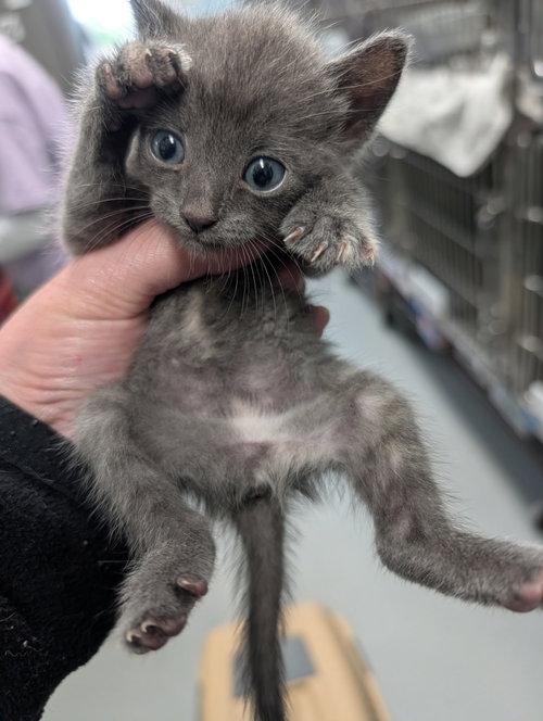 Miss Molly Molecule: Not at shelter (Debra F)