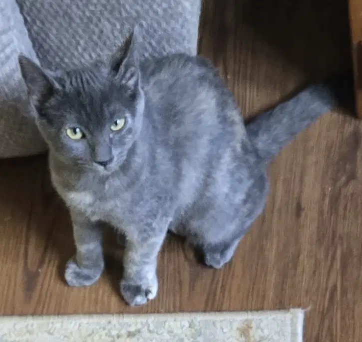 Miss Molly Molecule Not At Shelter Debra F image 2