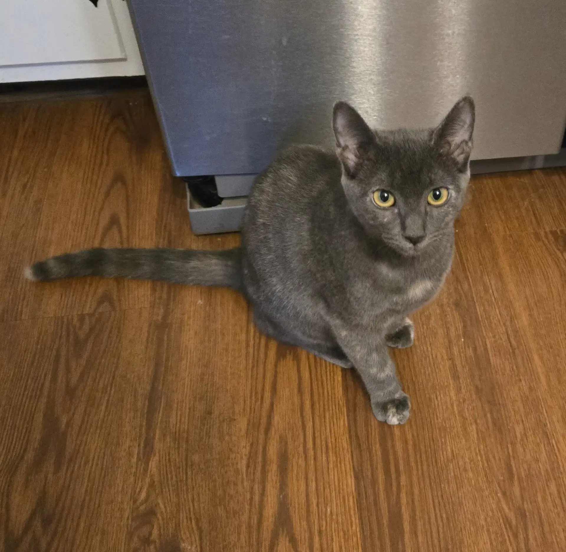Miss Molly Molecule Not At Shelter Debra F image 1