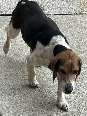 Beanie - At shelter available 5/12, an adoptable Beagle in Rustburg, VA