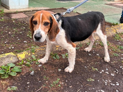 Beanie: At shelter, an adoptable Beagle in Rustburg, VA