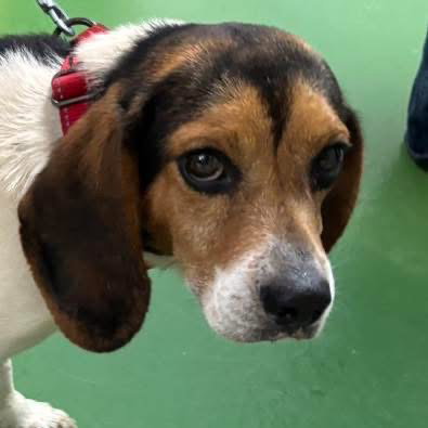 Cinco - At shelter available 5/11, an adoptable Beagle in Rustburg, VA