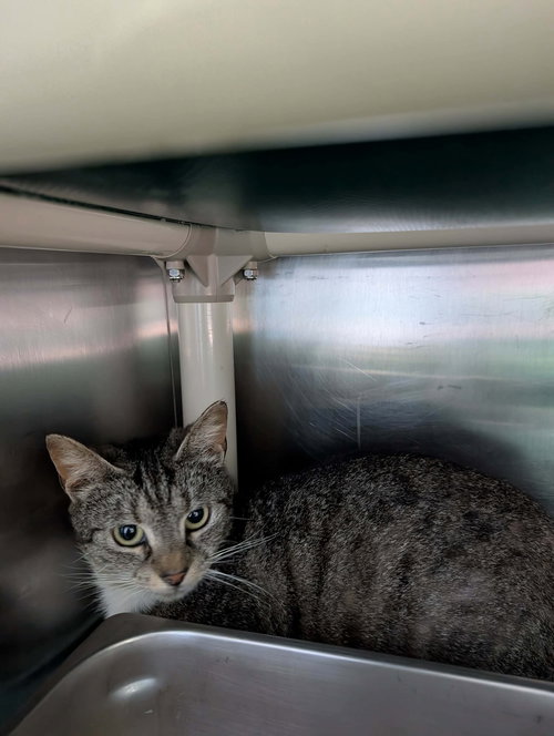 Bridget - At shelter, an adoptable Domestic Short Hair in Rustburg, VA