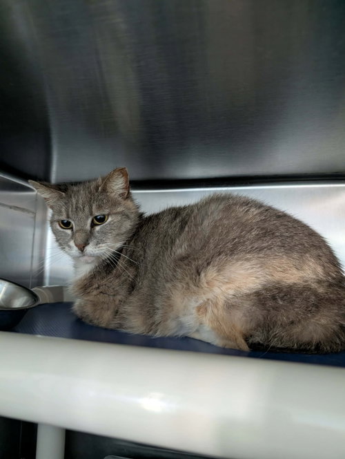 Angela: Visit At Petsmart Lynchburg