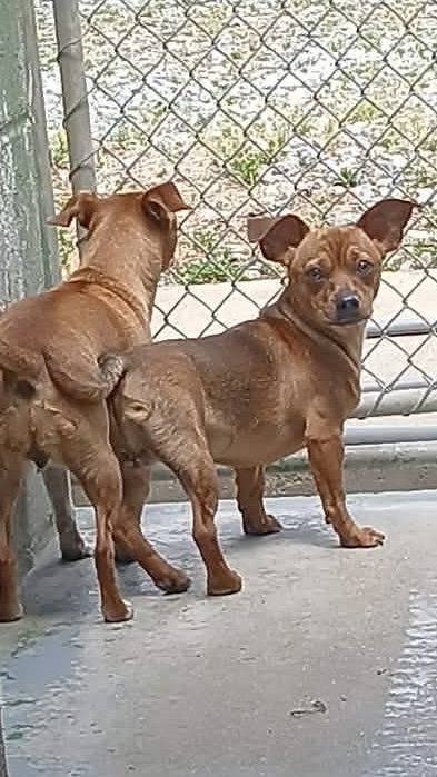 Bebes - At shelter