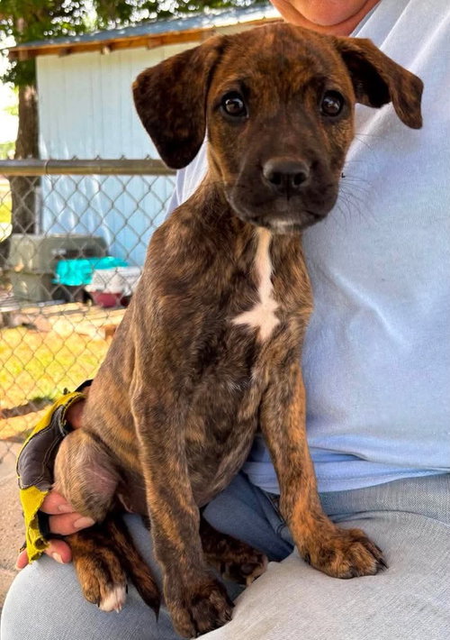 Joan of Bark: at the shelter