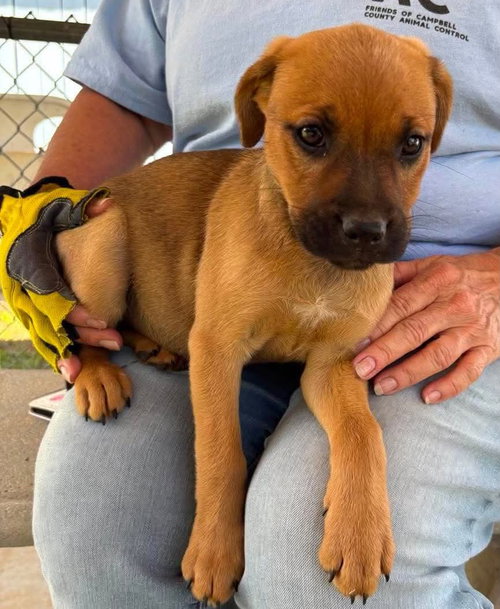 Barkarella: at the shelter, an adoptable Boxer in Rustburg, VA