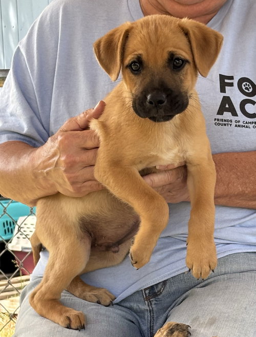 Charles Barkin: at the shelter, an adoptable Boxer in Rustburg, VA