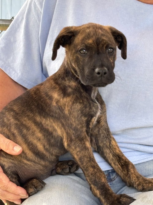 Chewbarker: at the shelter