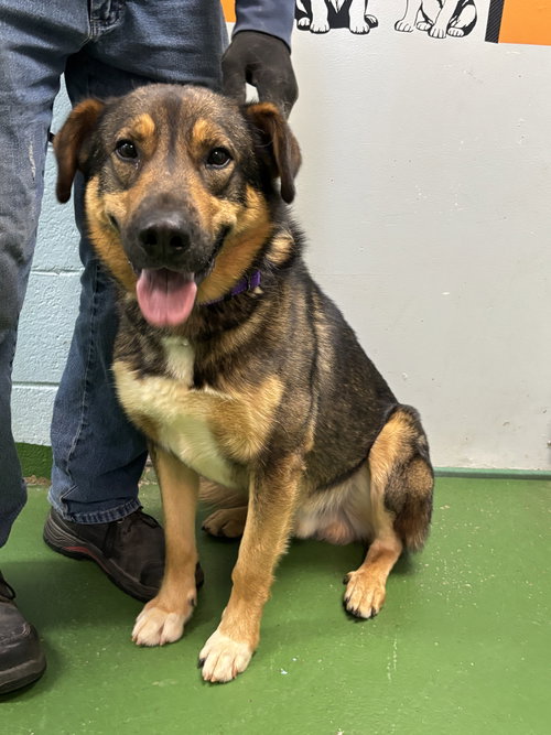 Rex at the shelter, an adoptable Shepherd in Rustburg, VA