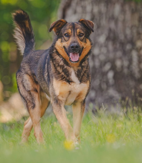 Rex at the shelter, an adoptable Shepherd in Rustburg, VA