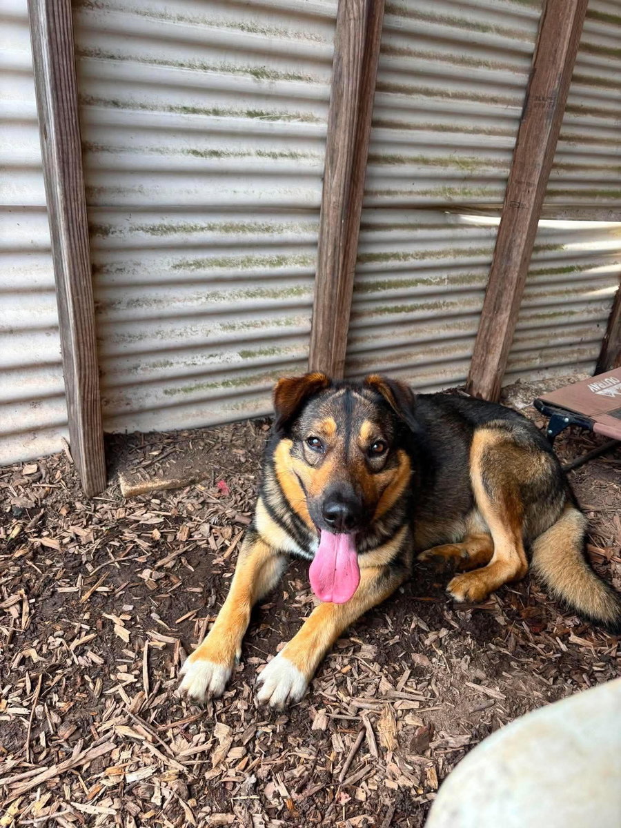 Rex: At the shelter