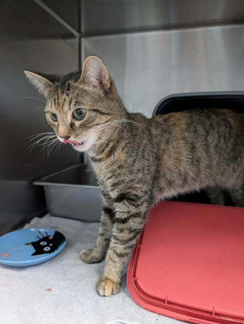 Maggie May - At shelter, an adoptable Domestic Short Hair in Rustburg, VA