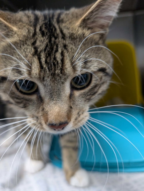 Rod Stewart - At shelter