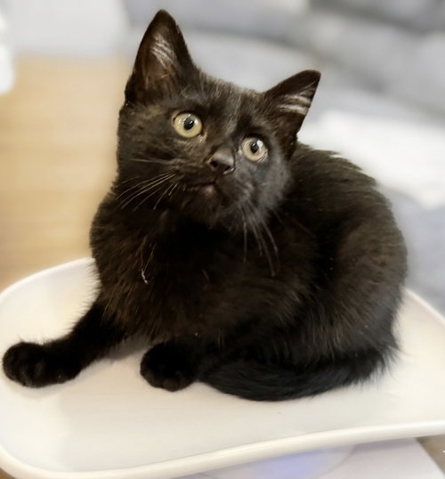 Clove: Not at shelter (Faith)