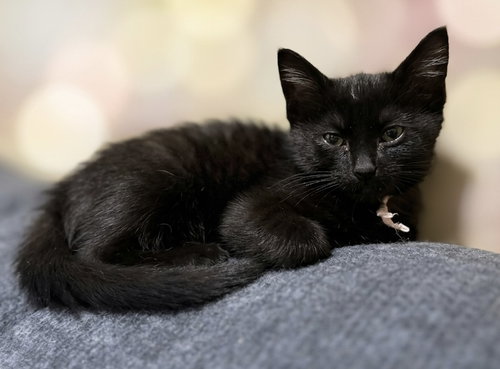 Clove: Not at shelter (Faith), Baby Domestic Short Hair (short coat), cat for adoption in Roanoke, Virginia
