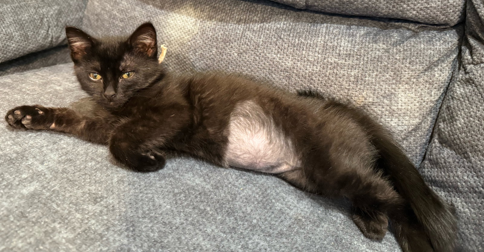 Clove: Not at shelter (Faith), photo 4