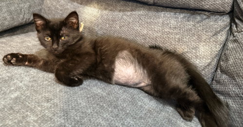 Clove: Not at shelter (Faith), an adoptable Domestic Short Hair in Rustburg, VA