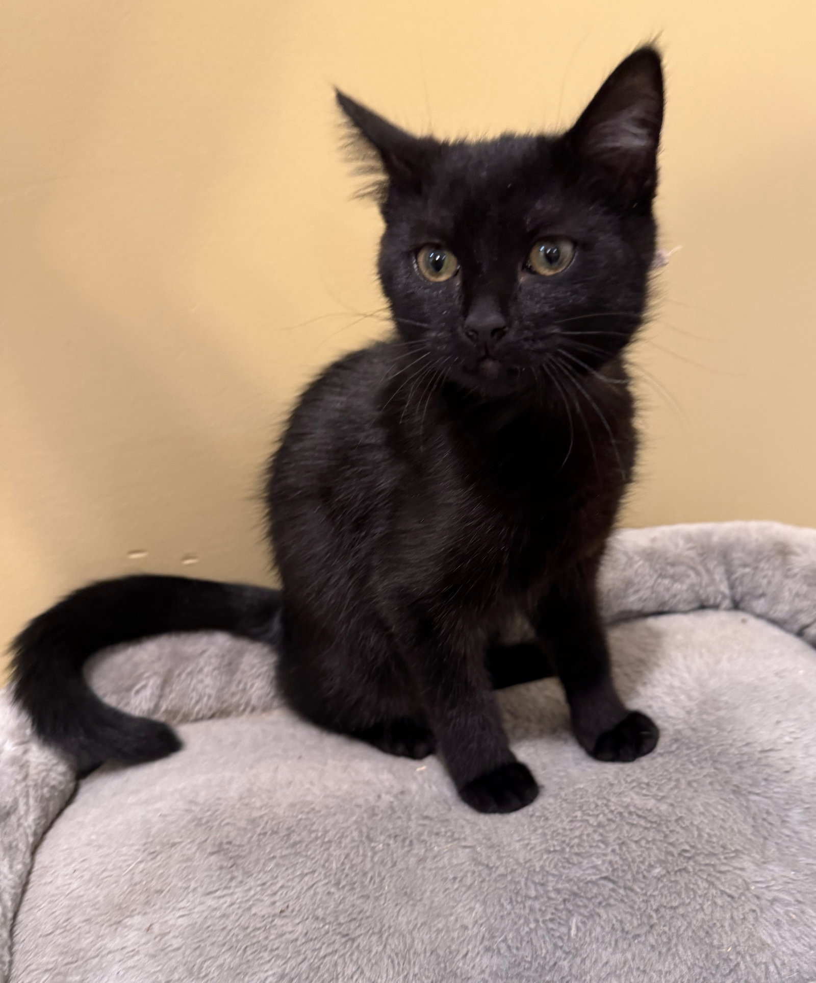 Clove: Not at shelter (Faith), cat
