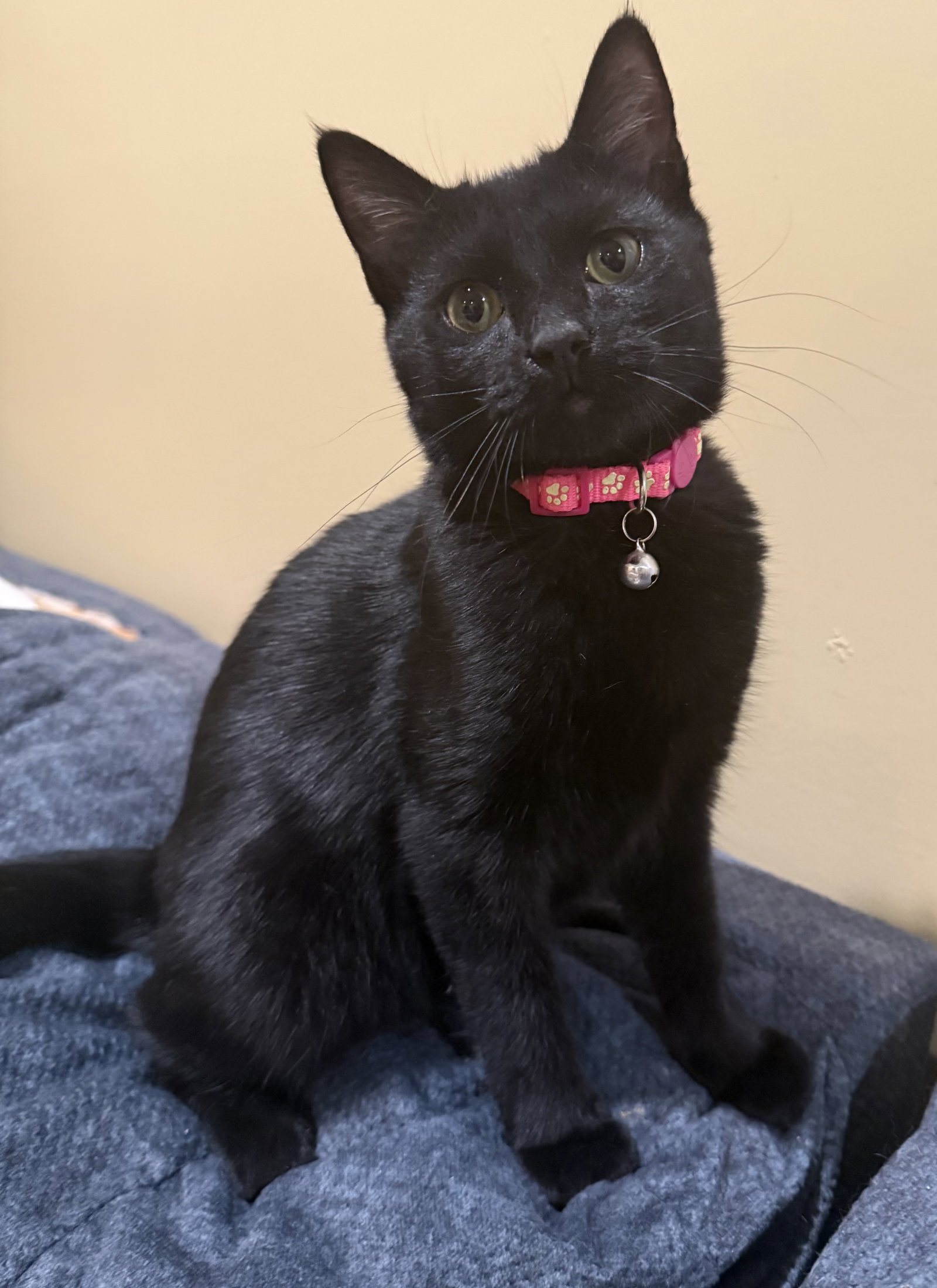 Clove: Not at shelter (Faith), photo 2