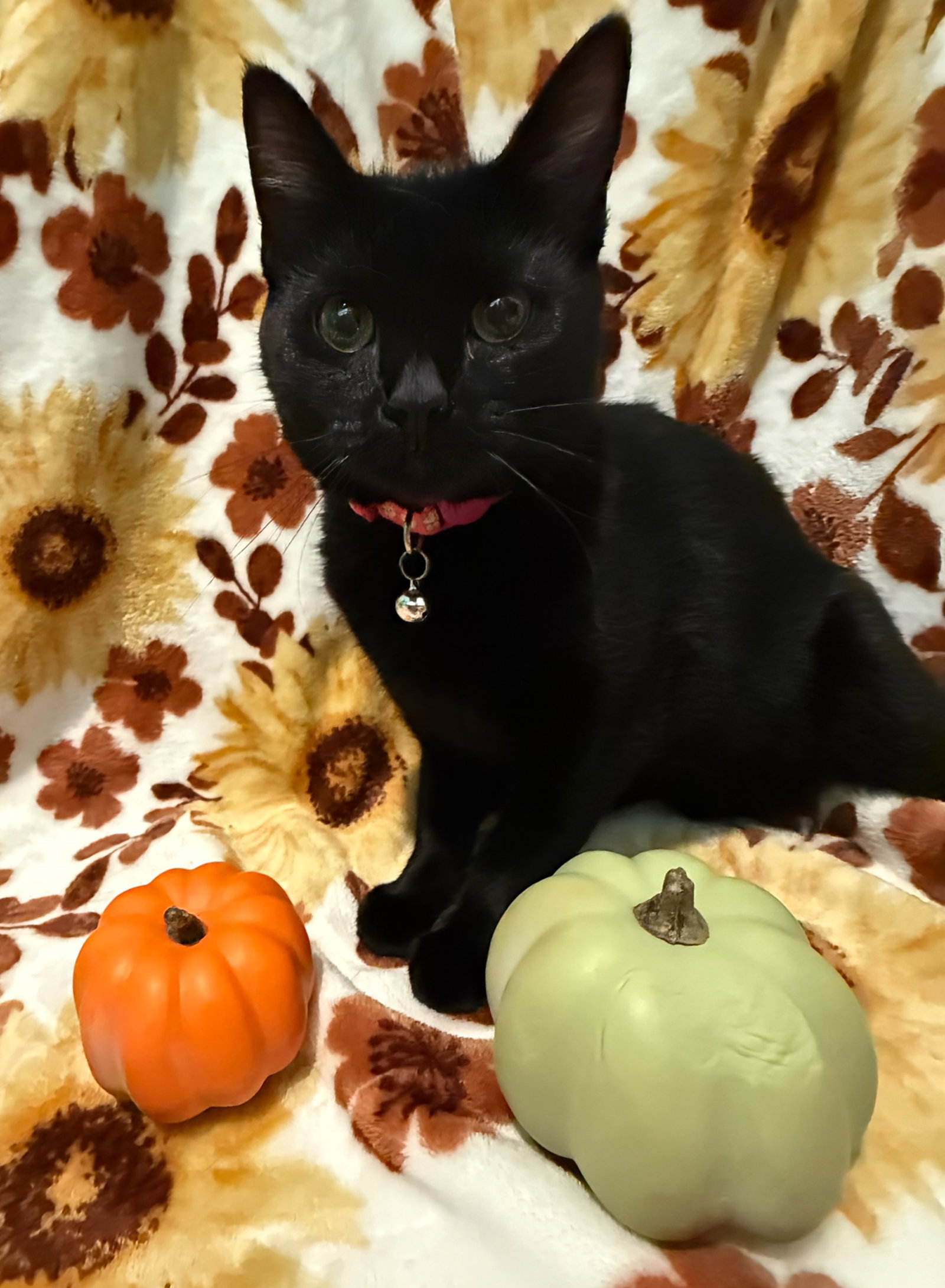 Clove: Not at shelter (Faith)