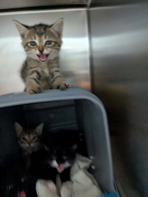 Frito - Not at shelter (Kendra)