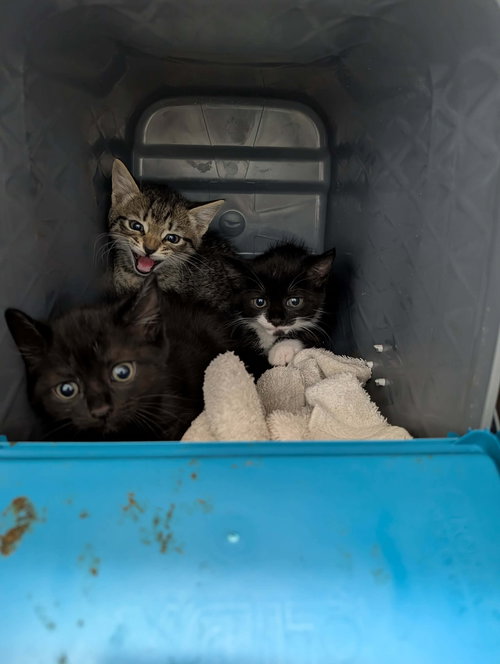Chi to - At shelter, an adoptable Domestic Short Hair in Rustburg, VA