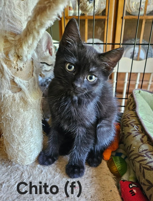 Chito - Not at shelter (Kendra), Baby Domestic Short Hair (short coat), cat for adoption in Roanoke, Virginia
