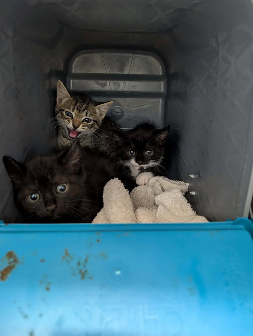 Chips - At shelter
