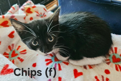 Chips - Not at shelter (Kendra)