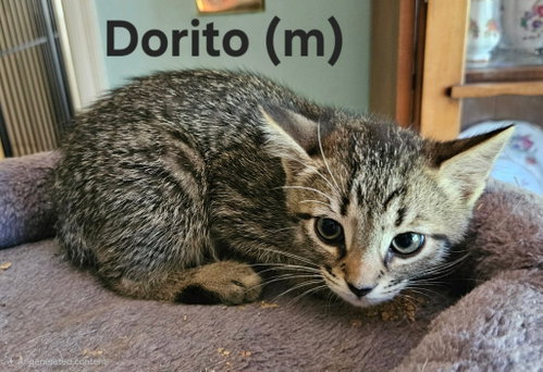 Dorito - Not at shelter (Kendra)