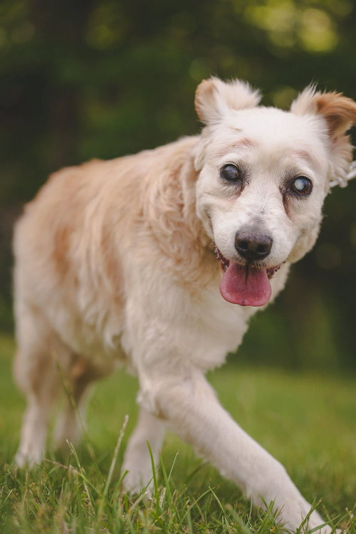 Raine - (Oscar) - At shelter available 5/26, an adoptable Collie in Rustburg, VA