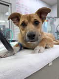 Crash Not At shelter (Vet) available 5/21, an adoptable Shepherd in Rustburg, VA