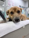 Crash:  Not At shelter (Vet)
